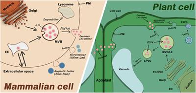 Unconventional Secretion of Plant Extracellular Vesicles and Their Benefits to Human Health: A Mini Review